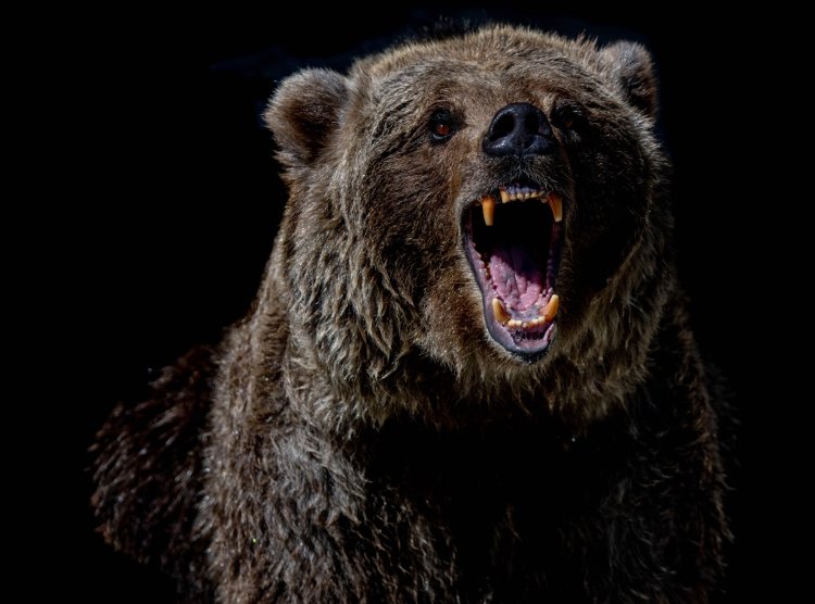 Wat doen tijdens de crypto bear market? 5 tips!